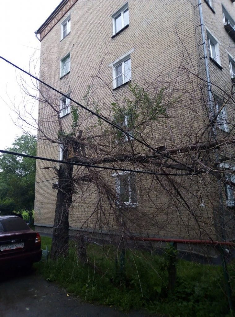 В Коркино сильный ветер повалил ветки деревьев