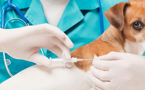 Коркинские ветврачи предлагают бесплатно поставить прививку от бешенства домашним животным