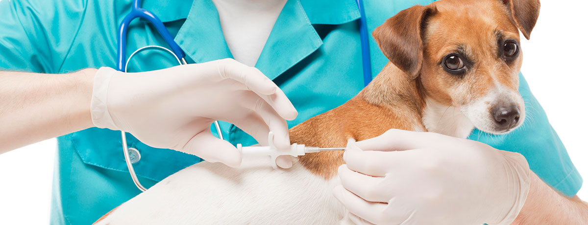 Коркинские ветврачи предлагают бесплатно поставить прививку от бешенства домашним животным