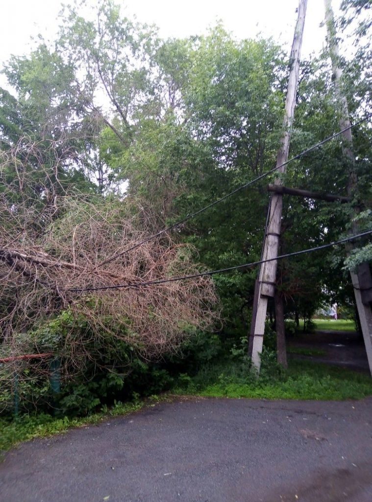 В Коркино сильный ветер повалил ветки деревьев