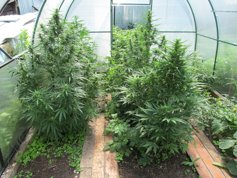 закон выращивания марихуаны