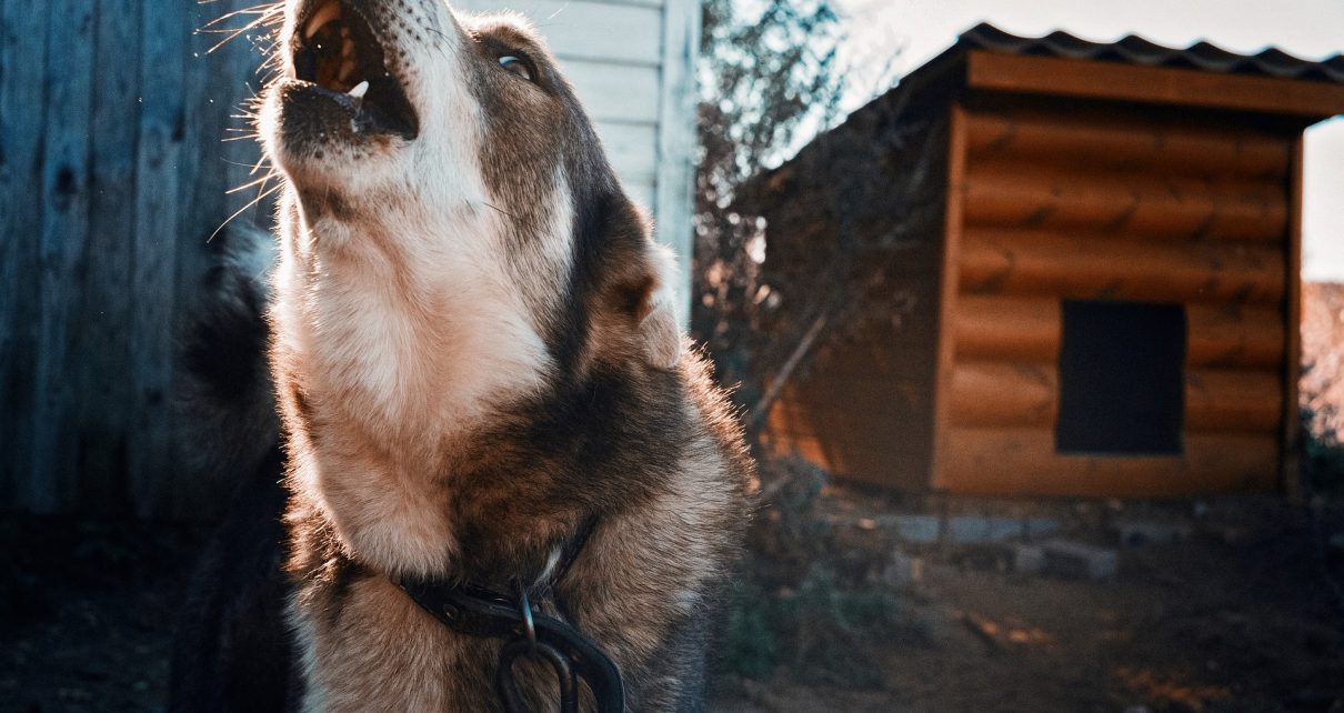 В Коркинском районе собака загрызла лису