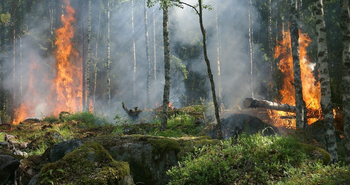 Коркинские огнеборцы тушили лесной пожар за деревней Шумаки