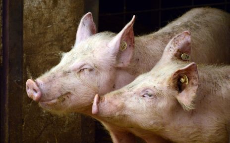 В Коркино в одном из ЛПХ свиньи заболели африканской чумой. Всё поголовье утилизируют  
