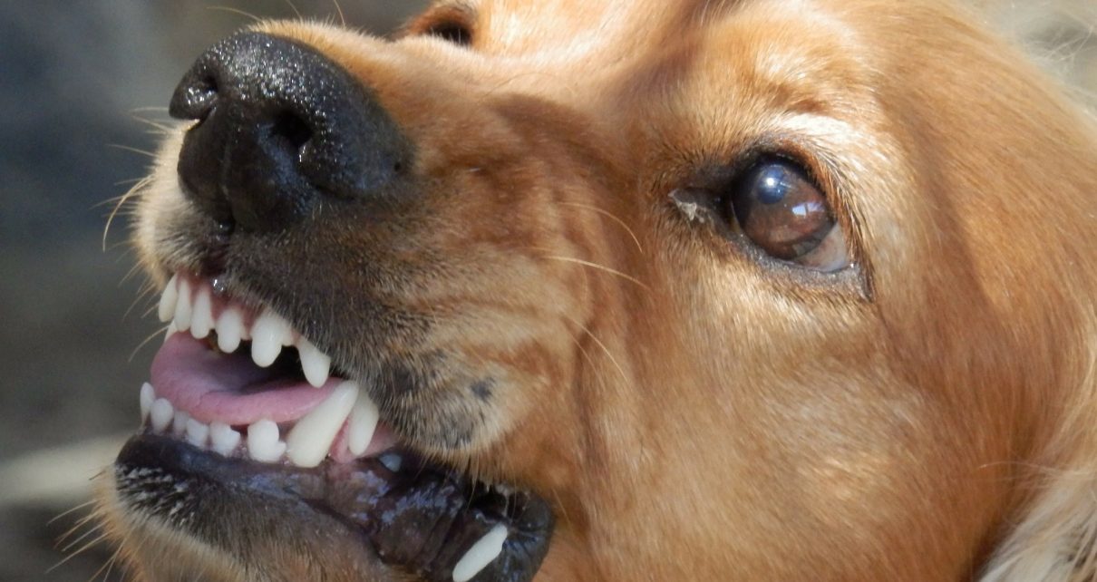 В Коркино зарегистрирован случай заболевания бешенством у домашней собаки