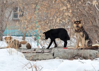 В Коркино от собачьих укусов пострадала одиннадцатилетняя девочка