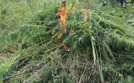 Коркинские полицейские сожгли более 100 квадратных метров дикорастущей конопли