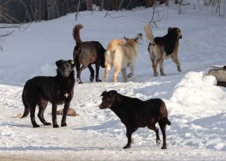 Опрос. Что делать с безнадзорными собаками? Опрос. Что делать с безнадзорными собаками?