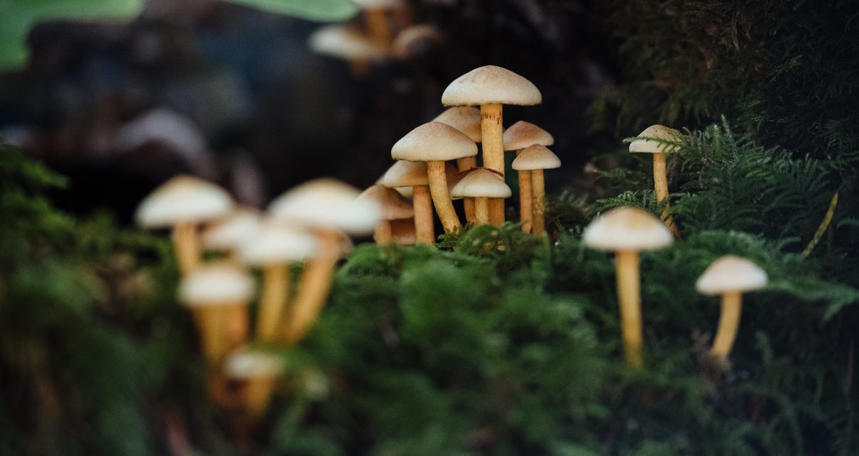 В Коркинском округе скончалась 13-летняя школьница. Одна из наиболее вероятных причин смерти – отравление грибами