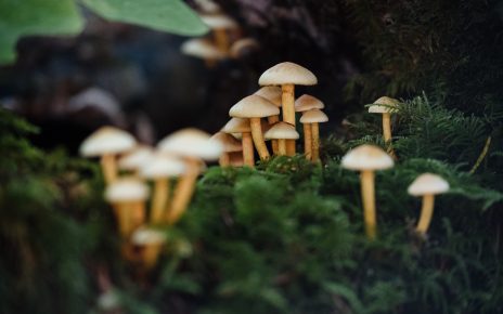В Коркинском округе скончалась 13-летняя школьница. Одна из наиболее вероятных причин смерти – отравление грибами