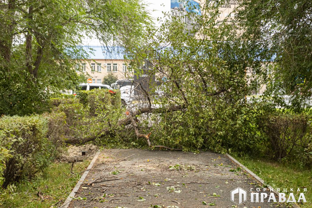 В Коркино спиливают аварийные деревья на улице Ленина