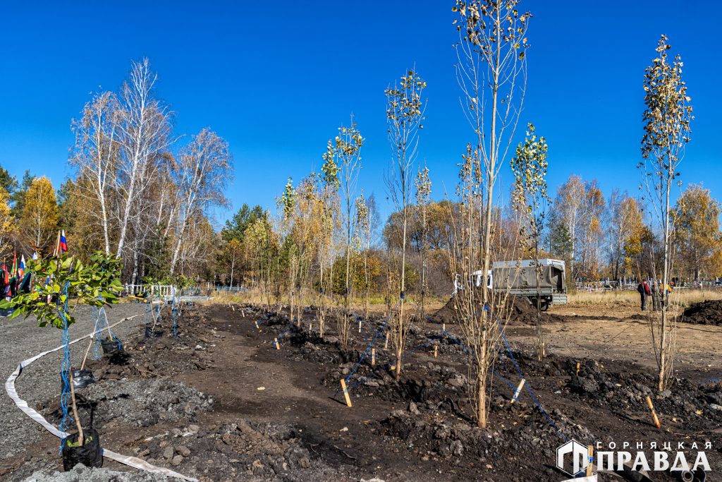 В Коркино на Аллее Героев посадили пирамидальные тополя и сирень