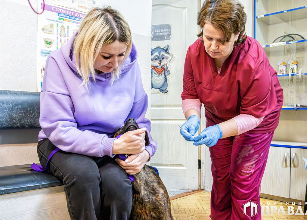 В Коркино и на Розе чипируют собак