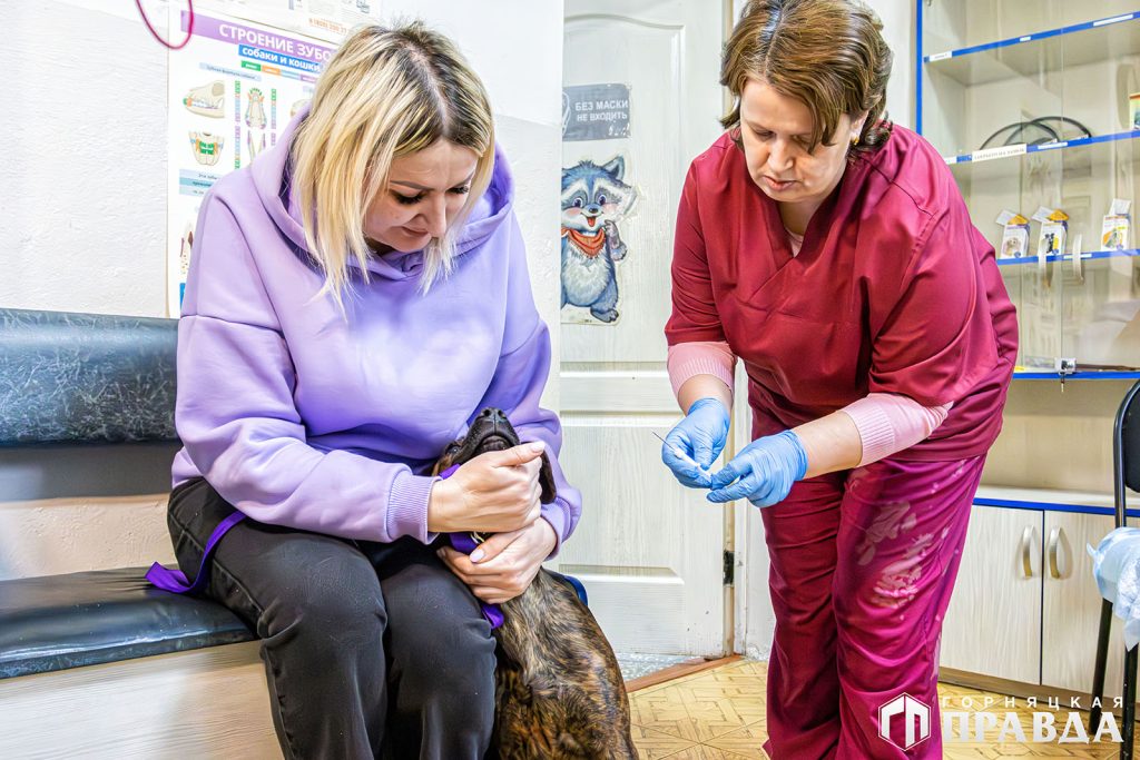 В Коркино и на Розе чипируют собак