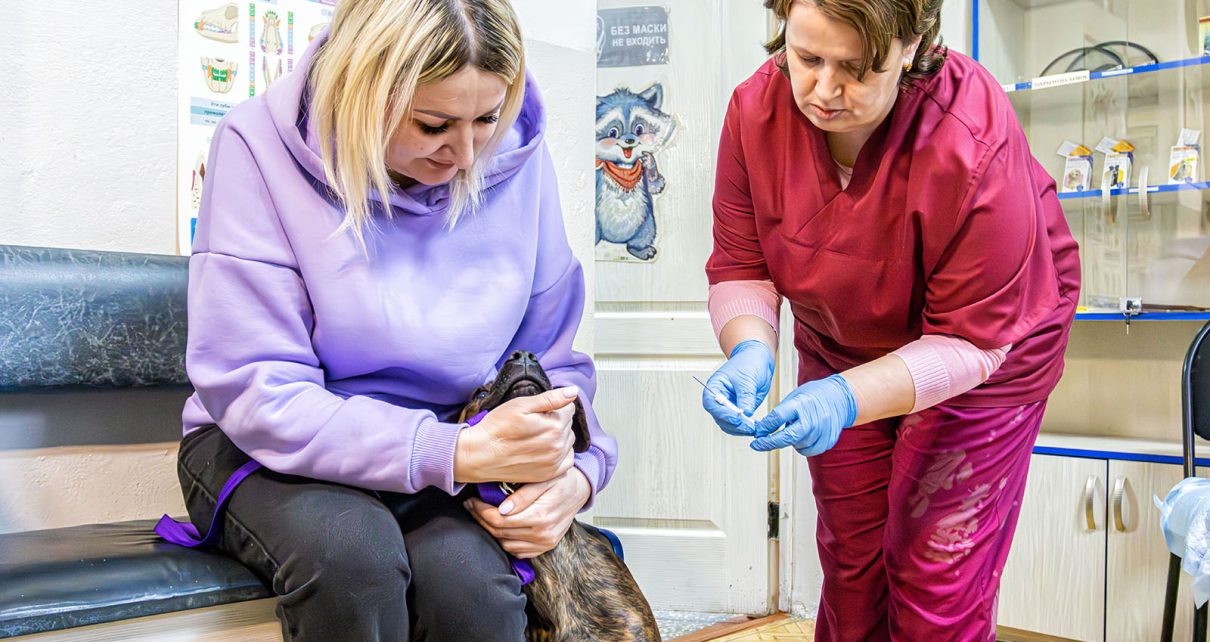 В Коркино и на Розе чипируют собак