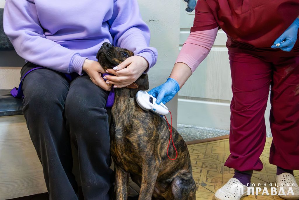 В Коркино и на Розе чипируют собак
